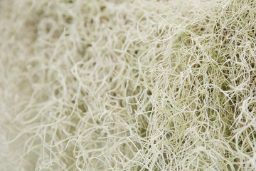  Abstract vector  wave background of plants. White flowers background. Macro of white plants texture. Macro photo from the nature. Design grass.