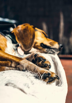 Dog sleeping in sun outdoors