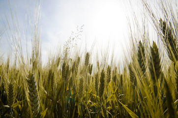 green rye field and blue sky