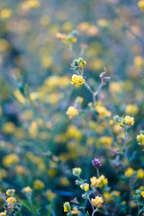 Obraz premium Beautiful yellow flower on a green meadow at sunset of the day. Natural background for design. Stock Photo