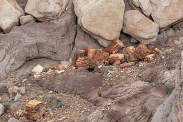 Petrified wood and rock formations, in the Petrified Forest National Park, Arizona
