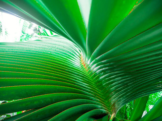 Beautyful flower: palm