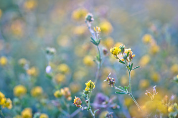 Obraz premium Beautiful yellow flower on a green meadow at sunset of the day. Natural background for design. Stock Photo