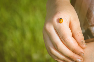 ladybug in human hand