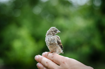 house sparrow bird