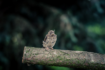 house sparrow bird in tree trunk