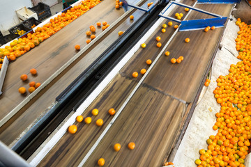 Production facilities for mandarins on agricultural farm © JackF