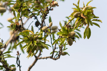 Branches with unripe almonds on almond tree.