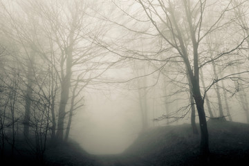 Obraz premium Nebbia mattutina