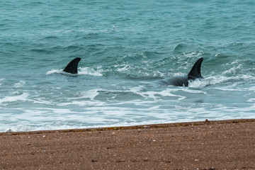 Fototapeta premium Orcas hunting sea lions, Patagonia , Argentina