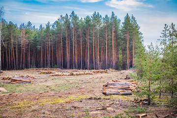 Industrial planned deforestation in spring, fresh green pine lies on the ground amid stumps