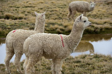 Alpaca on top of mountain overlooking a beautiful landscape in Peru