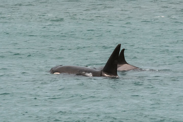 Obraz premium Orcas hunting sea lions, Patagonia , Argentina