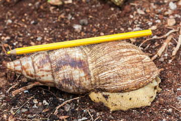 Achatina fulica - the giant African land snail with a yellow pencil on the back to show the shell...