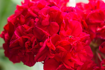 Beautiful red Geranium Pelargonium - close up garden flowers, background