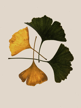 Gold and green gingko biloba leaves