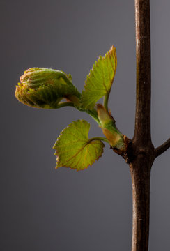 Grapevine bud and leaves
