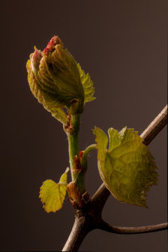 Grapevine shoot grows fruit cluster and leaves