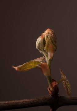 Grapevine bud