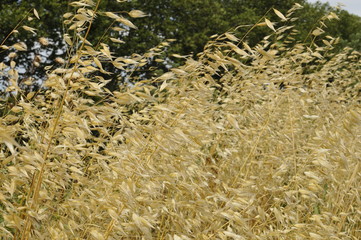 grass pollen in blooming grass