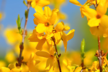 Blooming forsythia in springtime. Blurry backdrop with yellow flowers. Beautiful florets in the park. Blue sky. Spring blossoming forsythia with soft focus and blurry. Toned image doesn’t in focus.
