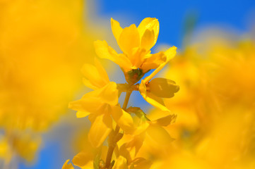 Blooming Forsythia flowers branch in springtime. Beautiful yellow flowers in the village. Blue sky. Spring blossoming florets with soft focus and blurry. Image doesn’t in focus. Close-up.