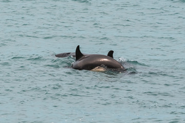 Orcas hunting sea lions, Patagonia , Argentina