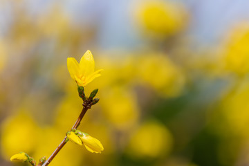 Forsythia flowers in a sunny day. Nature wallpaper blurred background with yellow florets in springtime. Blossoming forsythia in the orchard. Image of soft  focus. Selective focus. Copy space.