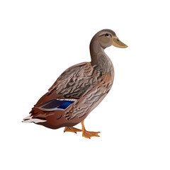 Obraz premium Female wild duck