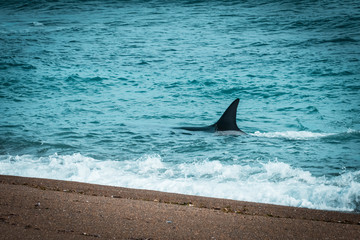Fototapeta premium Orcas hunting sea lions, Patagonia , Argentina