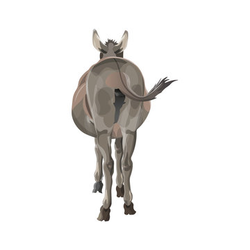 Donkey butt vector