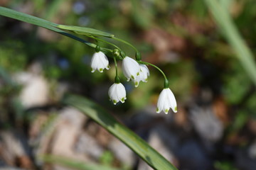 &rdquo;Snowflake" has green spots at the tip of the petals.