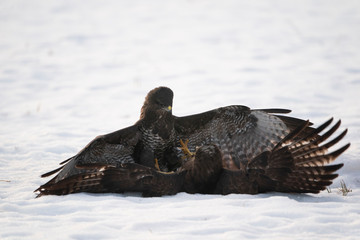 Common buzzards fighting
