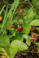 Wild Strawberry 