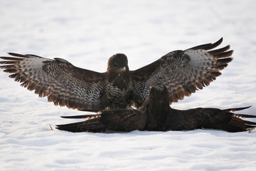 Common buzzards fighting