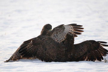 Common buzzards fighting