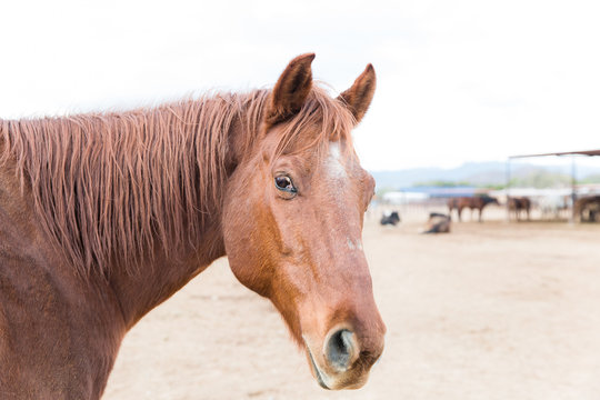 Chestnut horse turns head 