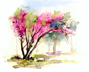 Cercis blooming tree. Hand drawn. Watercolor sketch