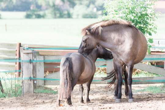 Bay dun horse and pony nuzzle