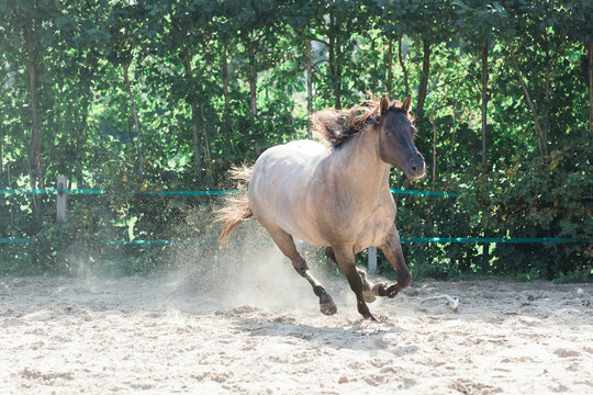 Bay dun horse gallops in corral