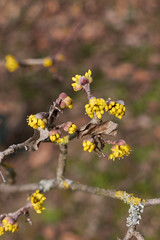 Cornus mas
