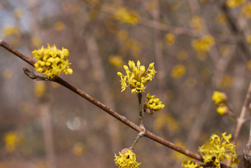 Cornus mas