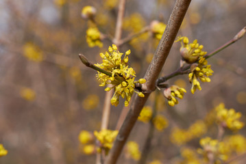 Cornus mas