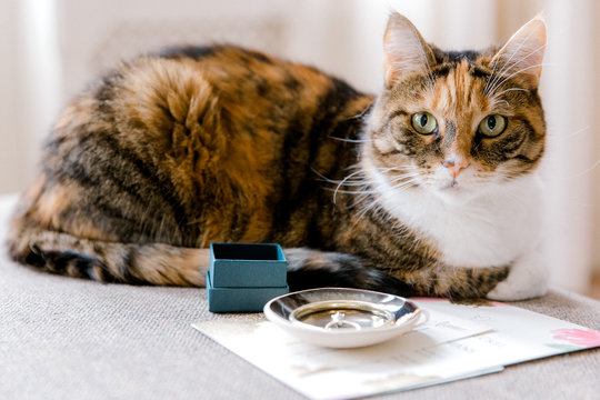 Calico cat with green eyes sits next to gift box and ring