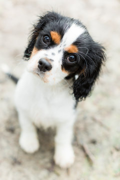 Spaniel puppy cocks its head