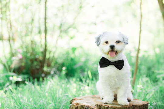 Small white dog wearing bowtie