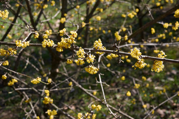 Cornus mas