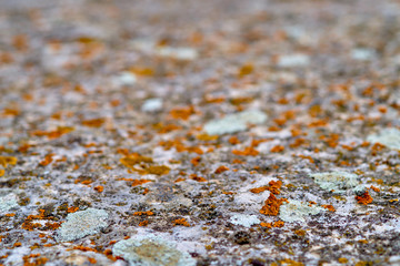 stone texture with moss background