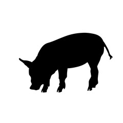 Domestic pig vector