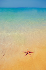 Fototapeta na wymiar Caribbean tropical beach with a beautiful red starfish on sand